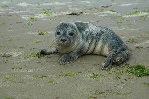 Urlaub auf Texel, Ferienwohnung der Familie Porsch