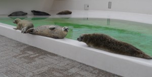 Urlaub auf Texel | Ferienwohnung der Familie Porsch