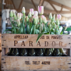 Ferienwohnung auf Texel