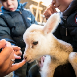 Ferienwohnung auf Texel