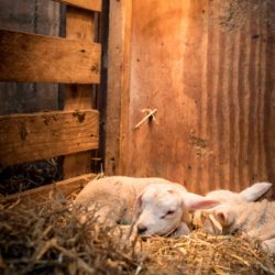 Ferienwohnung auf Texel