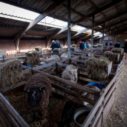 Ferienwohnung auf Texel