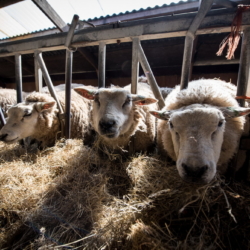 Ferienwohnung auf Texel