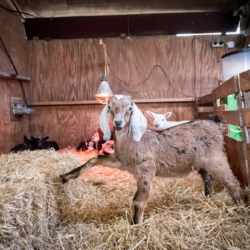 Ferienwohnung auf Texel