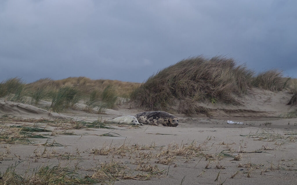 Ferienwohnung auf Texel